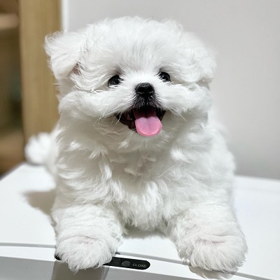 grey bichon