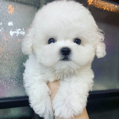 Bailey Bichon