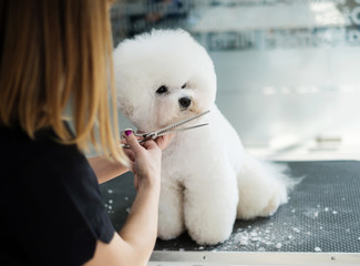 Bichon frise puppies for sale