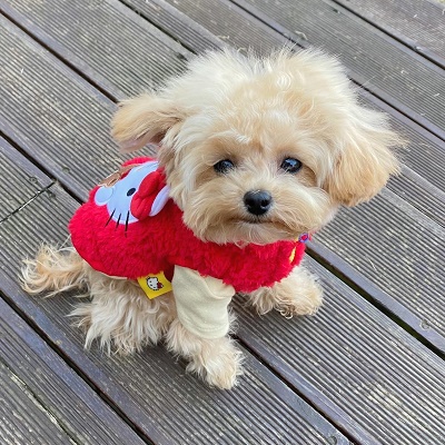 buy bichon puppies online